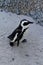 African penguin(Spheniscus demersus) Penguin, Western Cape, South Africa