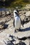 African Penguin, Spheniscus demersus preening its wet feathers on rocks at Stony Point Nature Reserve, Betty`s Bay, South Afric