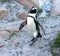 African penguin(Spheniscus demersus) walking towards the beach, Western Cape, South Africa
