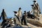 An African Penguin standing on a rock, eyes closed, sleeping snoozing enjoying the morning sunshine, other penguins slightly out