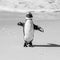 African penguin stands on a sandy beach in a funny pose. Simon`s Town. Boulders Beach. South Africa.