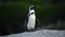 African penguin on the stone.