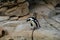 African Penguin surrounded by large rocks