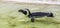 African penguin swimming in the water, flightless bird from Africa, Endangered animal specie