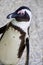 African Penguin, Table Mountain National Park, Cape Town, South Africa