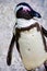 African Penguin, Table Mountain National Park, South Africa