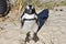 African penguin is taking sunbath.