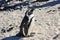 African penguin is taking sunbath. Side view.