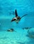 African penguin underwater