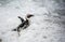 African penguin walk out of the ocean in the foam of the surf.