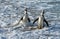 African penguin walk out of the ocean in the foam of the surf.