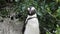 African Penguin Wild