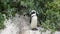 African Penguin Wild