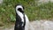 African Penguin Wild