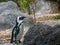 African penguin in a zoo