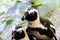 African penguins