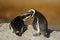 African penguins