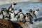 African penguins