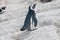 African Penguins