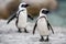 African penguins also known as the jackass penguin, black-footed penguin. Scientific name: Spheniscus demersus.  South Africa