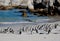 African penguins on the beach