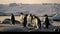African penguins on a beach. Illustration AI Generative