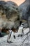 African penguinS on the boulder.
