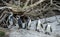 African penguins on the boulder.