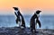 African penguins on the boulder in evening twilight.