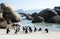 African Penguins Boulder's Beach