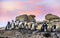African penguins on the boulder at sunset.