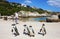 African Penguins on Boulders Beach