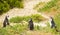 African Penguins Boulders Beach