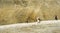 African Penguins Boulders Beach