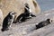 African penguins at Boulders Beach in Simonstown, Cape Town, South Africa.