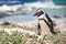 African penguins, Boulders Park, South Africa