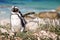 African penguins, Boulders Park, South Africa