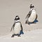 African penguins, Boulders Park, South Africa