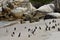 African Penguins at the Boulders Penguin Colony in Simonstown South africa.