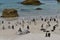 African Penguins at the Boulders Penguin Colony in Simonstown South africa.