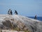 African Penguins at Boulders, South Africa