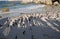 African penguins, The Boulders, South African Republic