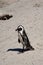 African Penguins, Cape Peninsular, South Africa