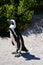 African Penguins, Cape Peninsular, South Africa