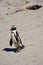 African Penguins, Cape Peninsular, South Africa