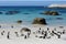 African Penguins, Cape Peninsular, South Africa