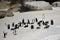 African Penguins, Cape Peninsular, South Africa