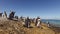 African penguins on coastal rocks