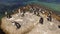 African penguins on coastal rocks
