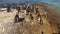 African penguins on coastal rocks